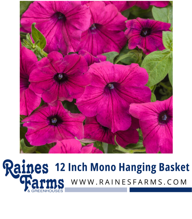 12 Inch Mono Hanging Basket